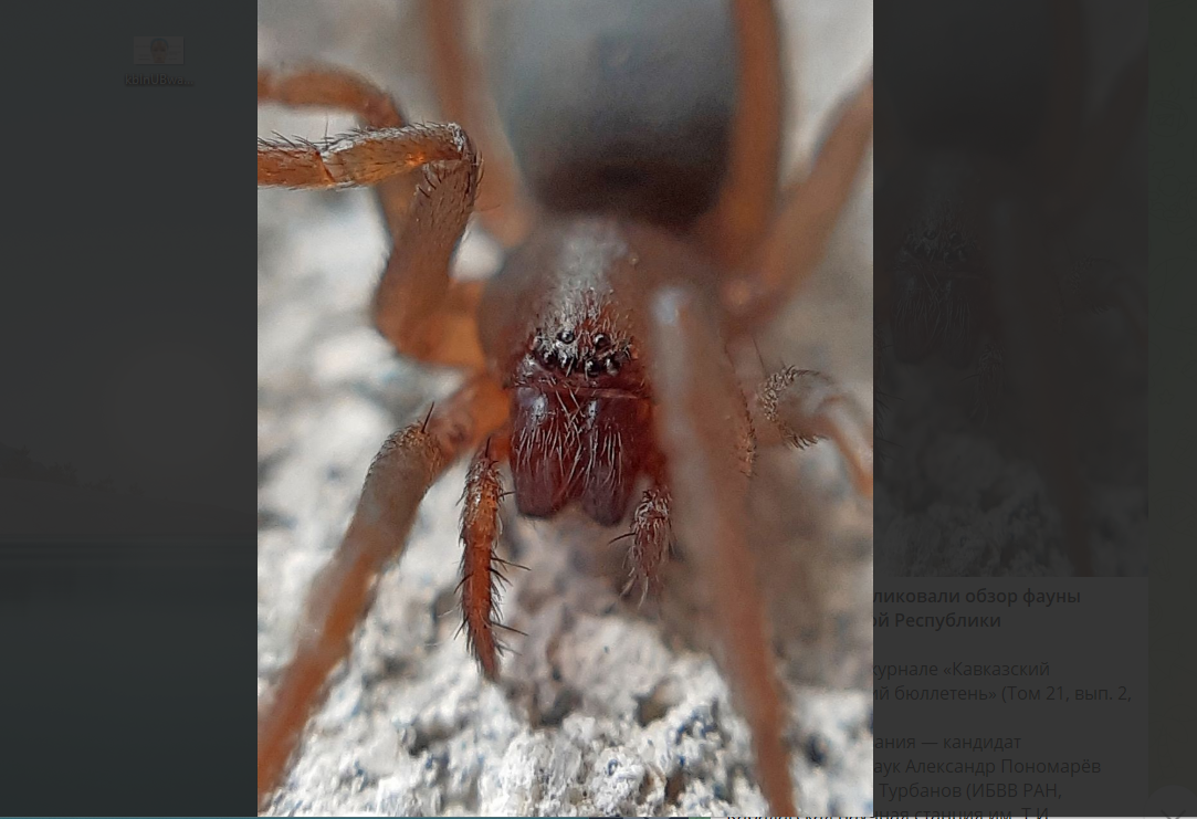 Учёные из ЮНЦ РАН, ИБВВ РАН и ФИЦ ИнБЮМ опубликовали обзор