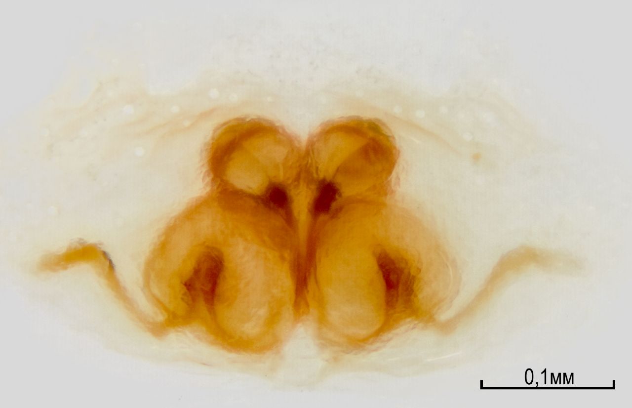 Учёные ЮНЦ РАН и Зоологического музея МГУ выявили новый вид пауков